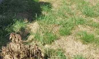 Imagem 2: TERRENO - COLINA DOS PINHEIROS - SP