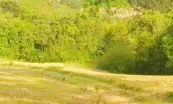 Imagem 7: Vendo chácara - terreno 2 alqueires - Campo Largo