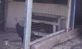 Imagem 4: Vendo área próximo morada nova