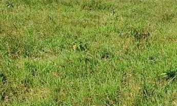 Imagem 5: Vendo excelente Fazenda em inhambupe