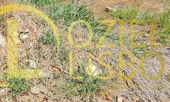 Imagem 6: LOTE 775m² NASCENTE COM 155 DE FRENTE 100%PLANO MURADO COM PORTÃO CONDOMÍNIO RUA 04 VICE