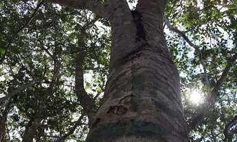 Imagem 6: Vale do Capão - Terreno