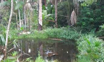Imagem 4: Vendo um belo sítio am 010 beira da estrada informação * com igarape! E frutei