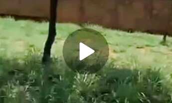 Imagem 2: Lote QUITADO próx a TO 080 LAGUNA 1