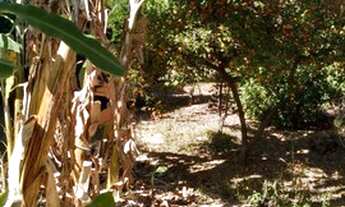 Imagem 4: Terreno para venda Novo Taquaral