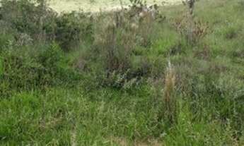 Imagem 4: Sítio 10,3 Hectares Arantina -Sítio 8,3 Hectares Arantina