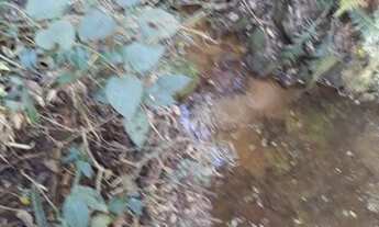 Imagem 4: Sítio 08 Hectares Arantina - Sítio da Varzea 30 hectares