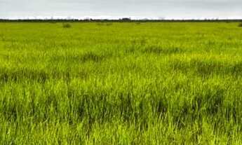 Imagem 2: Faz a venda Pantanal ms Corumbá
