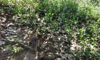 Imagem 2: Terreno na Serra Palmácia