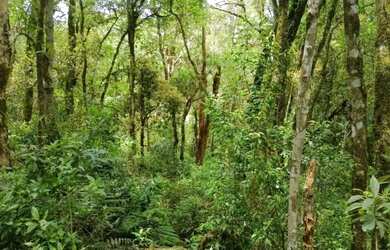 Imagem 5: TERRENO SÃO JOSÉ DOS PINHAIS