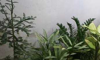 Imagem 2: Kitnet pequeno em cajueiro seco