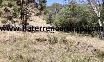 Imagem 4: Sítio Pacau 24 hectares - Sítio 22 Hectares Liberdade