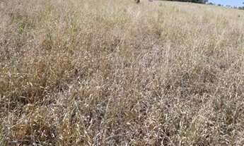 Imagem 6: Sítio 08 Hectares Arantina - Sítio da Varzea 30 hectares