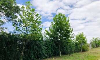 Imagem 3: Excelente Chacara com 1,000 m2 em Campo Largo da Roseira valor 185,000