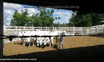 Imagem 2: Fazenda em Monte Alegre 86hectares