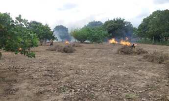 Imagem 3: Vendo terreno sítio Gavião de cima / /Palmeiras índios (Ideal pra fazer uma chácara )