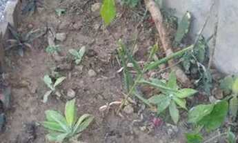 Imagem 6: Complexo com 05 casas mobiliadas Centro - Alto Paraíso de Goiás - GO