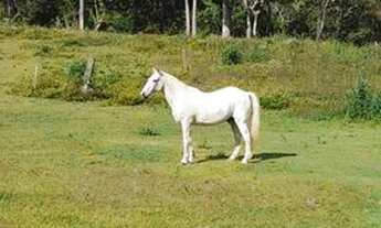 Imagem 3: LOTES NO INTERIOR DE SÃO PAULO: OPORTUNIDADE IMPERDÍVEL!