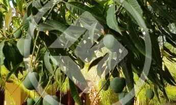 Imagem 5: Sitio Recanto das Aroeiras codigo: 96430