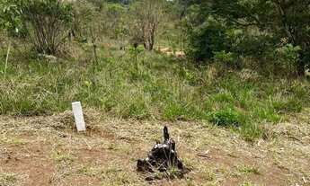 Imagem 7: TERRENOS COM OTIMAS TOPOGRAFIAS