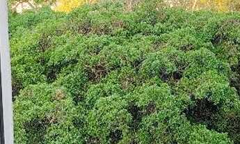 Imagem 3: Divido apartamento