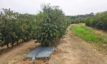 Imagem: Fazenda de Café Porteira Fechada Região