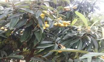 Imagem 7: Chácara Campo do Meio