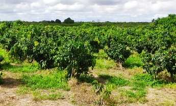 Imagem: Lote agrícola Projeto Senador Nilo Coelho