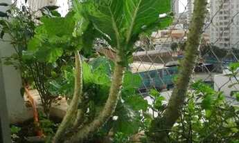 Imagem 6: Apartamento Padrão em São José do Rio Preto