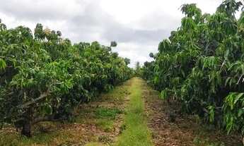 Imagem 7: Lote agrícola Projeto Senador Nilo Coelho - Núcleo 8