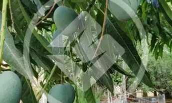 Imagem 4: Sitio Recanto das Aroeiras codigo: 96430