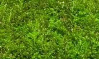 Imagem: 85C- TERRENOS COM BOA LOCALIDADE EM CAUCAIA