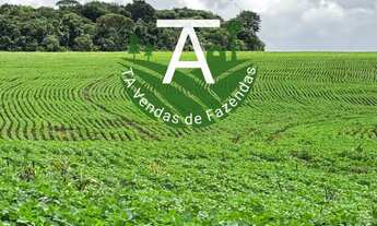 Imagem 3: Fazenda de 41,5 alq na soja