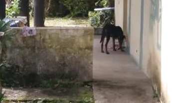 Imagem 3: Chacara paraiso apenas 147 mil reais