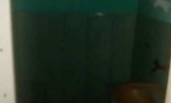 Imagem 6: Casa Térrea ou Superior - 2 Quartos - R$ 700 - Bairro Sete / Sapucaia