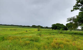 Imagem 2: Tartarugal invest agro madeira 1106 ha