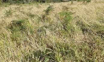 Imagem 7: Sítio 16 Hectares Liberdade - Sítio 04 Hectares Liberdade