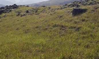 Imagem 7: Sítio 12 Hectares Bom Jardim -Sítio 16 Hectares Liberdade