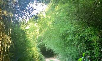 Imagem 4: Terreno para venda tem 29.330 m2 em Pedro do Rio - Petrópolis - RJ