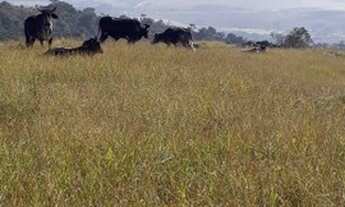 Imagem 4: Sítio 12 Hectares Bom Jardim -Sítio 16 Hectares Liberdade