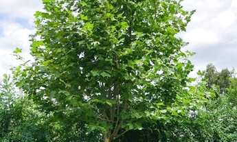 Imagem 7: Excelente Chacara com 1,000 m2 em Campo Largo da Roseira valor 185,000