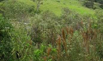 Imagem 6: Sítio 20 Hectares Arantina -Sítio Pêssego 20 Hectares