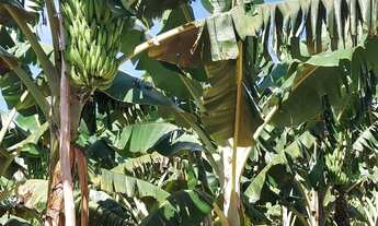 Imagem 6: Vendo uma propriedade en Santa leopoldina 38 hectares muito boa