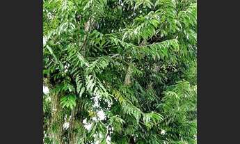 Imagem 5: Casa, maravilhosa, Ubatiba, Maricá. Local tranquilo