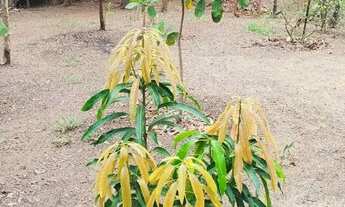 Imagem 4: Rancho à venda no Rio Mogi Guaçu em Guatapará SP