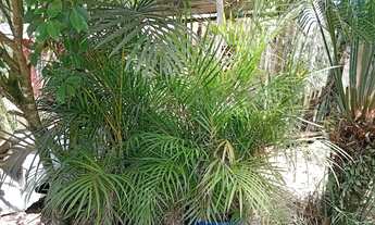 Imagem 7: Chacara com riacho precisando de dono 130mil reais