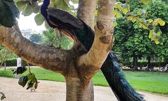Imagem 6: Casa em Condomínio para Venda em Sorocaba, Ibiti Royal Park, 3 dormitórios, 3 suítes, 5 ba