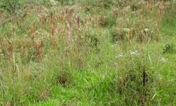 Imagem 4: Sítio 20 Hectares Arantina -Sítio Pêssego 20 Hectares