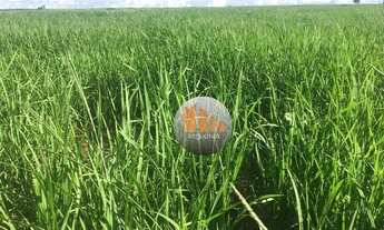 Imagem 5: FAZENDA 18 ALQUEIRES EM SAO VALERIO -TO