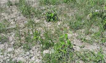 Imagem 2: Lotes a vendas Terreno / lote com venda por R$20.000